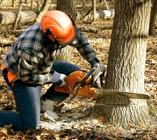 Tree Removal in Reliance, TN